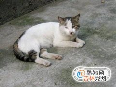 猫咪老是舔屁股怎么回事如何给猫咪预防寄生虫?