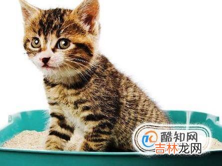 如何养一只可爱听话的猫?