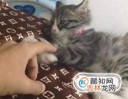 如何养一只可爱听话的猫?