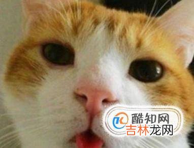 猫打喷嚏是感冒了吗怎么判断幼猫感冒?