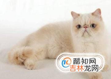 小猫掉毛怎么办?