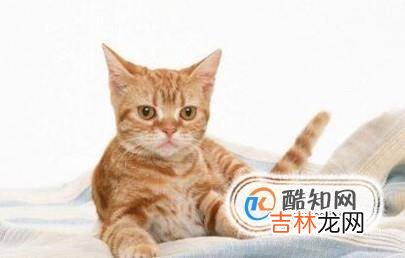 小猫掉毛怎么办?