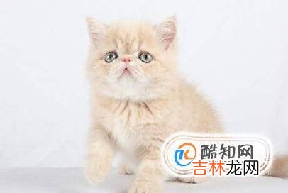 小猫掉毛怎么办?