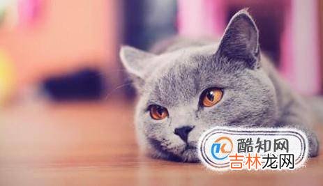 小猫掉毛怎么办?