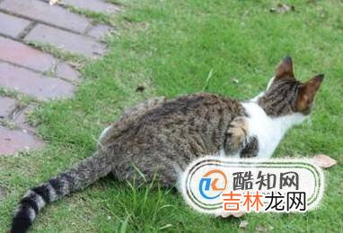 如何抓到一只小野猫?