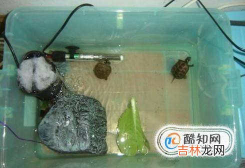 小乌龟怎么老睡觉?