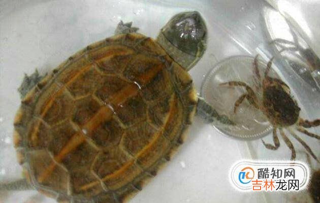 小乌龟怎么老睡觉?