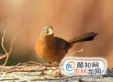 如何看画眉年龄?