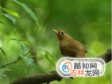 如何看画眉年龄?
