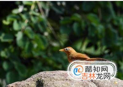 如何看画眉年龄?