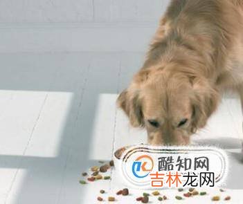 宠物狗大便干燥小狗大便干燥吃啥药?