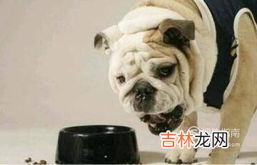 宠物狗大便干燥小狗大便干燥吃啥药?
