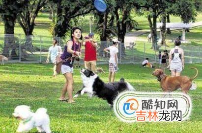 宠物狗大便干燥小狗大便干燥吃啥药?