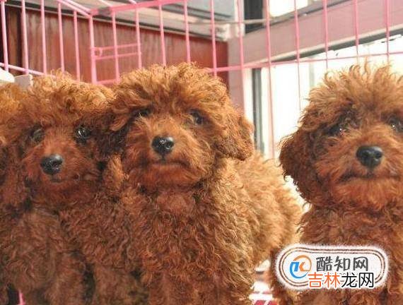 如何挑选泰迪幼犬狗市怎么挑选泰迪犬?