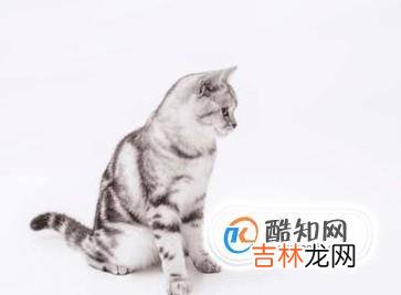 如何识别猫的情绪?