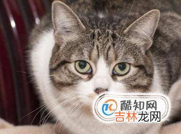 如何识别猫的情绪?