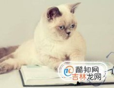 如何识别猫的情绪?