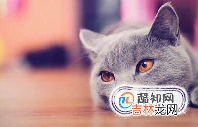 如何识别猫的情绪?