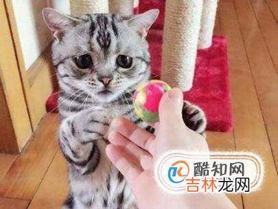 刚买回一只小猫一直叫怎么回事要怎么弄?