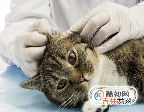 刚买回一只小猫一直叫怎么回事要怎么弄?