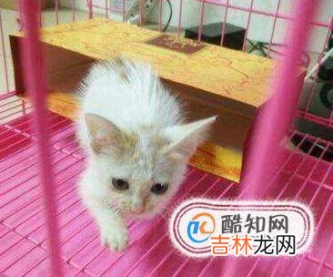 刚买回一只小猫一直叫怎么回事要怎么弄?