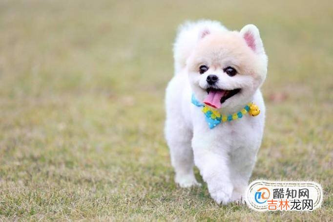 狗狗为什么爱流口水?