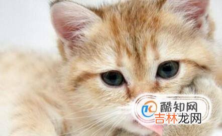 如何选择养猫还是养狗?