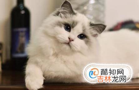 如何选择养猫还是养狗?