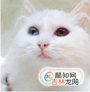 世界名猫你知道几种?