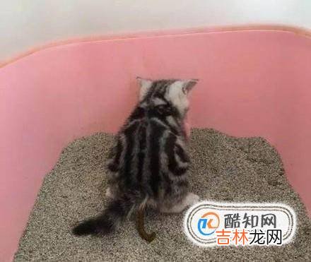 如何训练猫大小便?