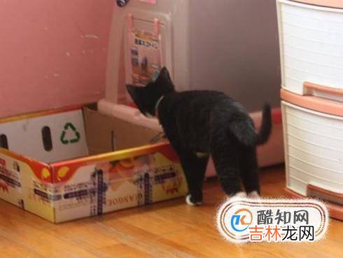 如何训练猫大小便?