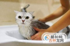 多大的猫咪可以洗澡?