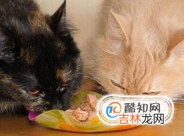 小猫拉不出屎怎么办?