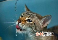 小猫拉不出屎怎么办?