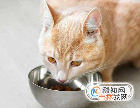 猫到新环境怎么安抚?