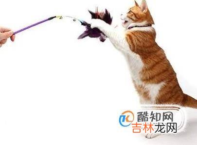 猫到新环境怎么安抚?