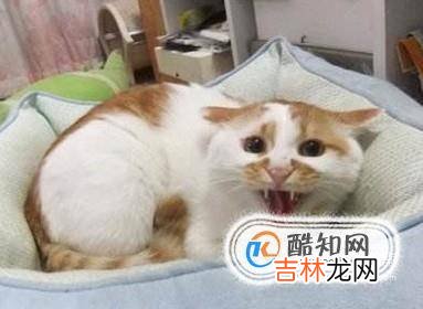 猫到新环境怎么安抚?