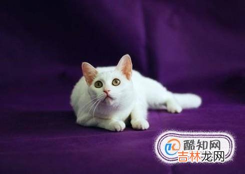 母猫闹猫什么症状母猫闹猫了怎么缓解?