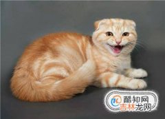 母猫闹猫什么症状母猫闹猫了怎么缓解?