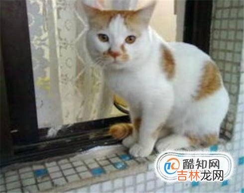 母猫闹猫什么症状母猫闹猫了怎么缓解?