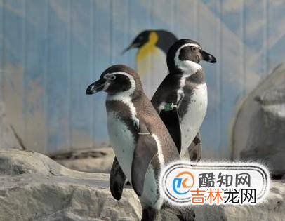 去北京动物园看什么动物?