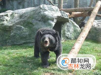 去北京动物园看什么动物?