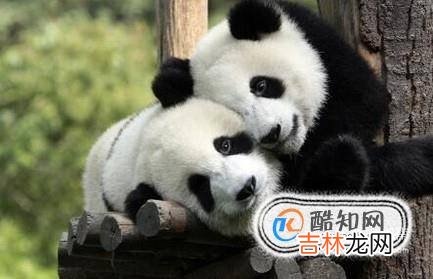 去北京动物园看什么动物?