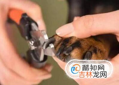 给猫剪指甲出血了怎么办?