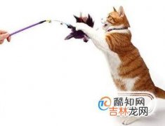 如何跟猫咪玩耍?