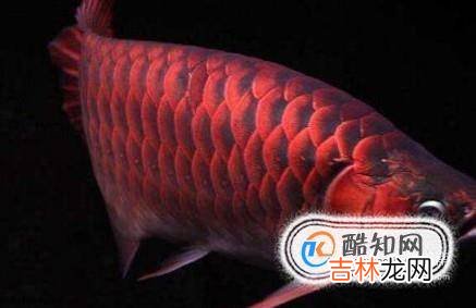 家里面养什么鱼好?