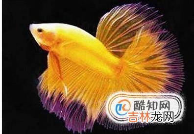 家里面养什么鱼好?