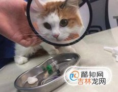 猫咪绝育的注意事项?