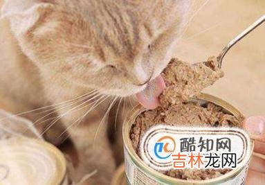 猫咪绝育的注意事项?