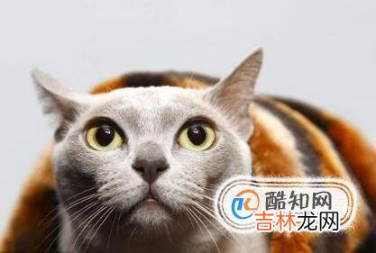 猫咪绝育的注意事项?